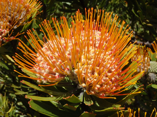 Kirstenbosch National Botanical Garden.